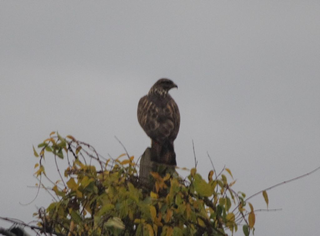 Poiana delle Steppe  (Buteo buteo vulpinus)